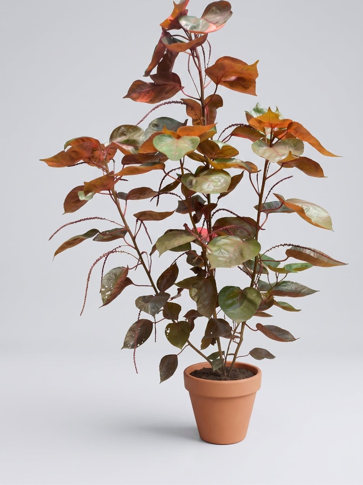 Red Copperleaf (Acalypha)