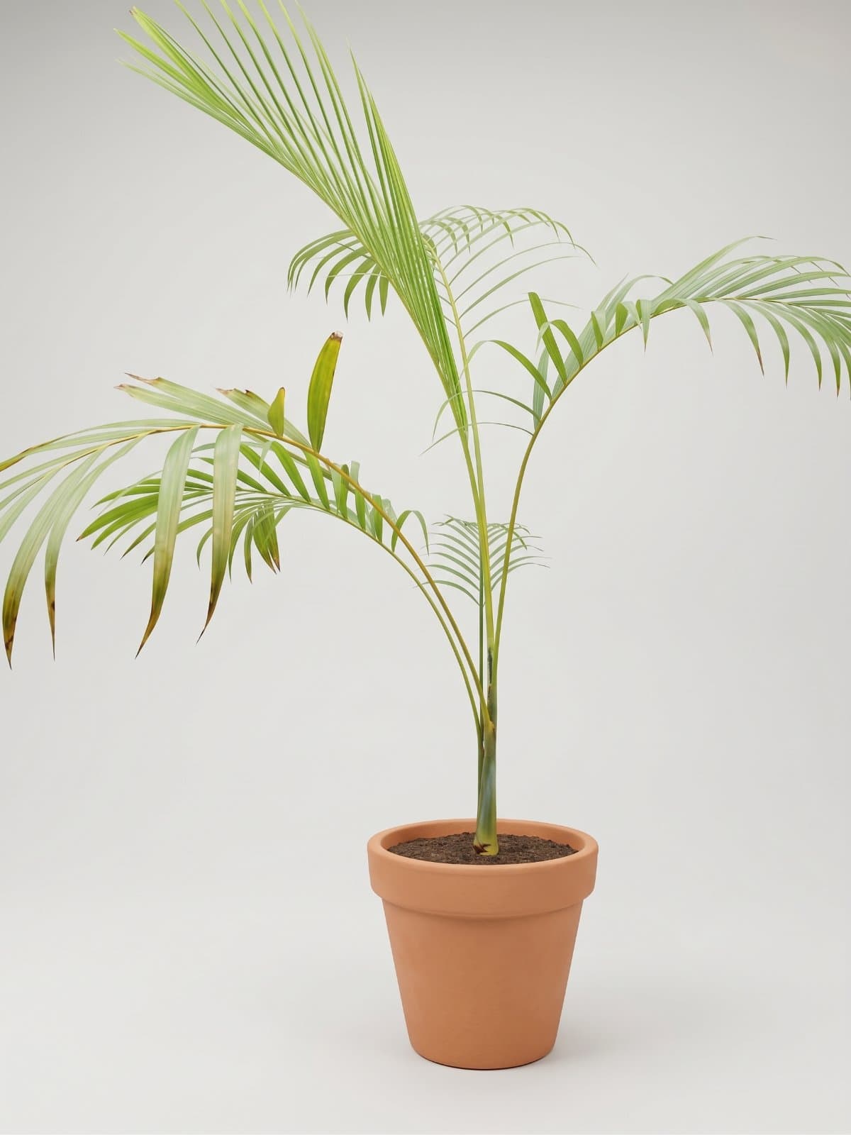 Areca Palm (Golden Cane)