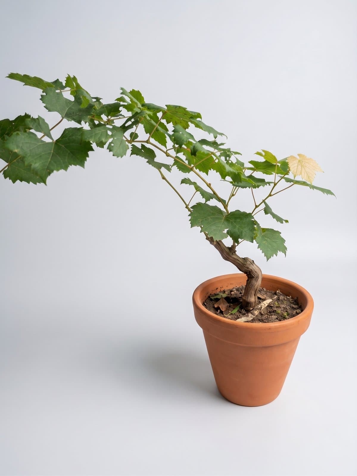 Grape Vine (Angoor)