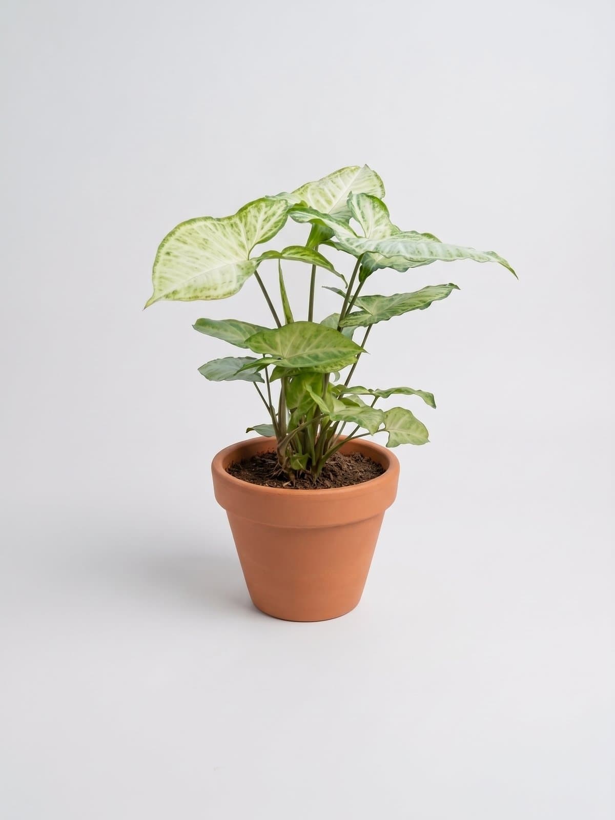 Syngonium 'White Butterfly' (Arrowhead)